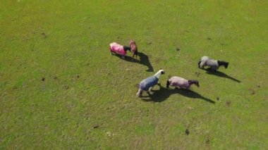Full aerial shot of a few horses on a green pasture. High quality 4k footage