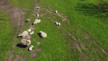 Flock of sheep running on a green field, top drone view, Netherlands. High quality 4k footage