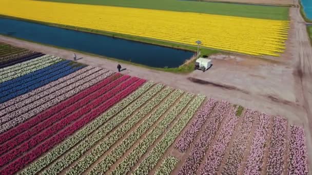 Drone Flying Polder Rows Colorful Tulip Fields Spring Netherlands High — 图库视频影像