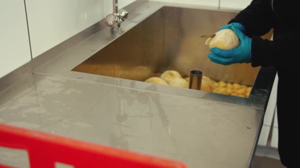 Gloved Hands Manufacturer Peeling Processing Freshly Harvested Celery Roots Sink — Wideo stockowe