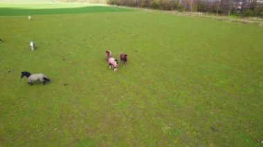 Hollanda 'nın en iyi insansız hava aracı manzaralı yeşil bir alanda otlayan ve koşan bir at sürüsü. Yüksek kalite 4k görüntü