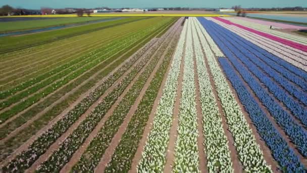 Drone Voando Sobre Polders Com Florescendo Campo Tulipa Colorido Durante — Vídeo de Stock