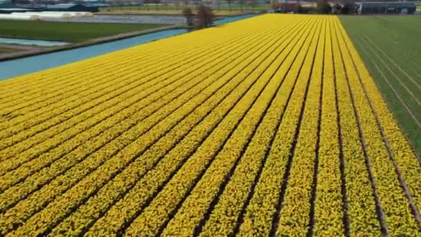 Rijen Gele Tulpenbedden Polder Bovenaanzicht Nederland Hoge Kwaliteit Beeldmateriaal — Stockvideo