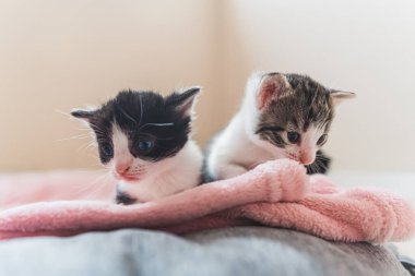 Tekir kedi ve siyah beyaz bir kedi yavrusu pembe yumuşak bir battaniyenin üzerinde oturup farklı yönlere bakıyorlar. Kapalı mekânda yakın çekim. Yüksek kalite fotoğraf