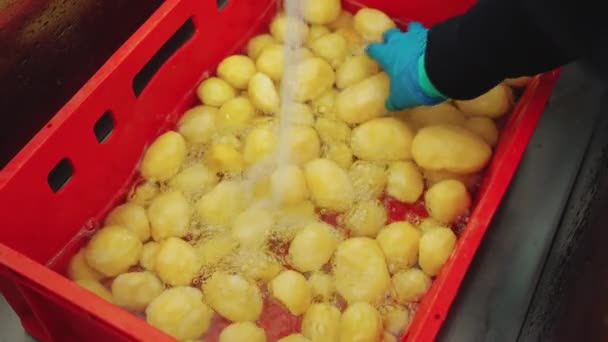 赤いプラスチック製の箱の皮をむいたジャガイモを洗浄する 水を注ぎ 新鮮な野菜をきれいにする青いタンパク質の手袋の手のクローズアップ 高品質の4K映像 — ストック動画