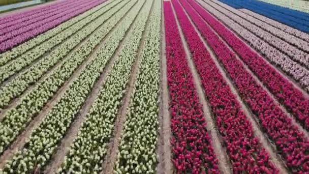 Wiele Rzędów Kolorowych Kwiatów Będzie Odległość Zdjęcia Lotu Ptaka Wysokiej — Wideo stockowe