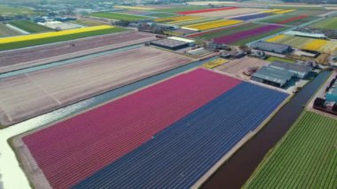 Polenler üzerinde büyüyen büyük çiçek tarlaları. Güzel renkli çiçeklerin kuş bakışı görüntüsü. Yüksek kalite 4k görüntü