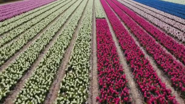 Vista Aérea Vídeo Pólderes Con Campos Flores Colorida Naturaleza Concpet — Vídeo de stock