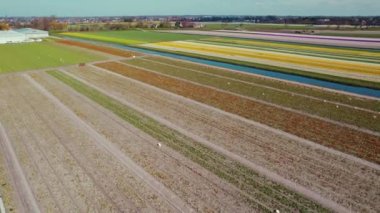 Renkli çiçek tarlaları. Hava görüntüsü. Yüksek kalite 4k görüntü