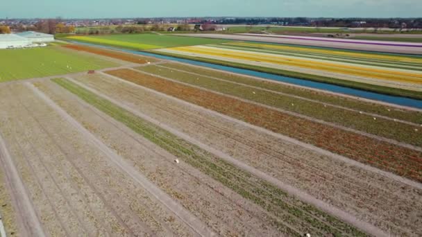 Campos Flores Colores Grabación Video Aéreo Imágenes Alta Calidad — Vídeo de stock