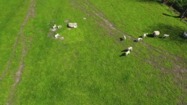 Yeşil bir tarlada otlayan çiftlik hayvanları. Kuş bakışı video. Yüksek kalite 4k görüntü