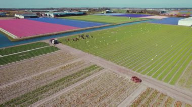 Bir polder çiçek tarlasında çalışan bir grup insan. Doğa konsepti. Yüksek kalite 4k görüntü