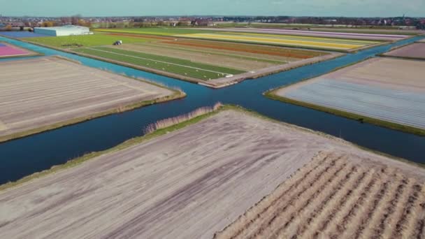 Holland Mappák Virágföldekkel Öntözőrendszerrel Kiváló Minőségű Felvételek — Stock videók