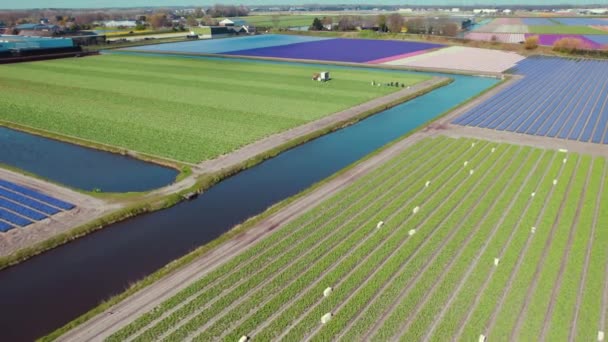 Poldery Holandii Systemem Nawadniania Biegnącym Przez Pola Wysokiej Jakości Materiał — Wideo stockowe