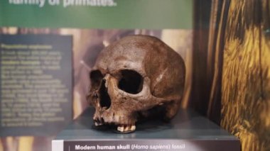 Wollaton Hall, İngiltere 'deki Homo sapiens fosilinde modern bir insan kafatasının yakın çekimi. Yüksek kalite 4k görüntü