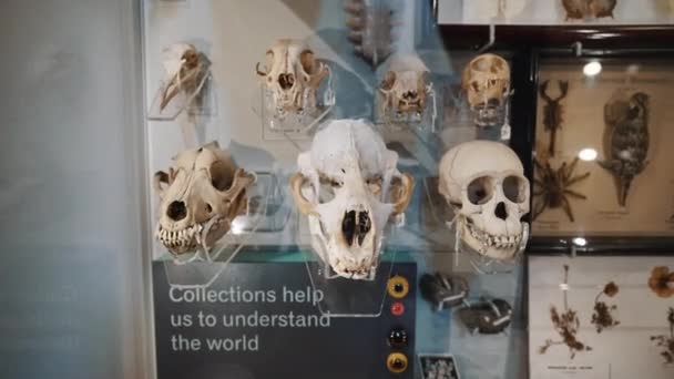 Κοντινό Πλάνο Απολιθωμάτων Ανθρώπου Και Ζώων Στο Μουσείο Φυσικής Ιστορίας — Αρχείο Βίντεο