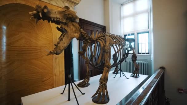 Posąg Szkieletowy Hipopotama Wollaton Hall Museum Wielkiej Brytanii Wysokiej Jakości — Wideo stockowe