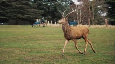 Ziyaretçiler Wollaton Hall 'daki güzel günün tadını çıkarıyor ve geyikleri izliyorlar. Yüksek kalite 4k görüntü