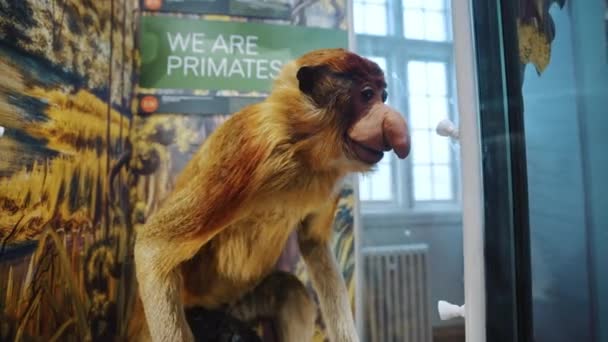 イギリスのノッティンガム ウォーラトン ホールの ガラスの裏側の動物を詰め込んだ 高品質の4K映像 — ストック動画