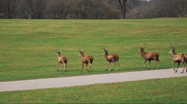 Wollaton Hall ve Deer Park 'taki yeşil alanda yürüyen bir grup geyik. Yüksek kalite 4k görüntü