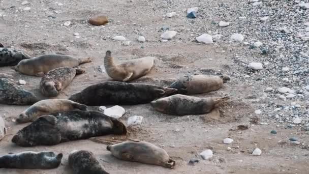 Κοντινό Πλάνο Φώκιας Στην Άμμο Flamborough Θηλαστικά Έννοια Υψηλής Ποιότητας — Αρχείο Βίντεο