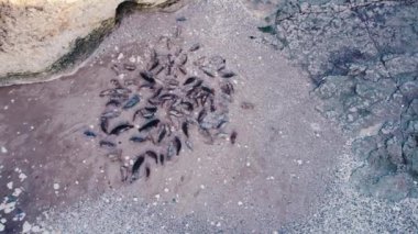 Birleşik Krallık 'taki Flamborough Head' deki kayalık kumun üzerindeki fok balıklarının kuş bakışı görüntüsü. Yüksek kalite 4k görüntü
