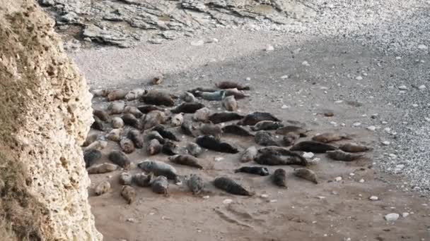 Groep Zeehonden Die Het Zand Liggen Flamborough Hoge Kwaliteit Beeldmateriaal — Stockvideo