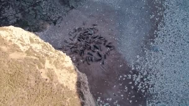 Luchtopname Van Zeehonden Rotsachtig Zand Flamborough Head Verenigd Koninkrijk Hoge — Stockvideo