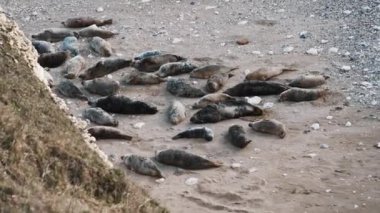 Flamborough, Birleşik Krallık 'ta kumların üzerinde dinlenen fok balıkları. Yüksek kalite 4k görüntü