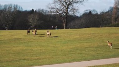 Geyikler parkta güneşin tadını çıkarıyor ve ziyaretçiler onları izliyor, Wollaton Hall. Yüksek kalite 4k görüntü