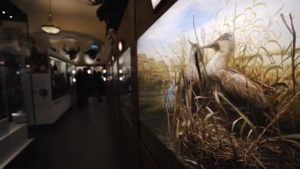 游客步行在伍拉顿大厅博物馆 看着玻璃杯后面塞满的动物 诺丁汉 高质量的4K镜头 — 图库视频影像