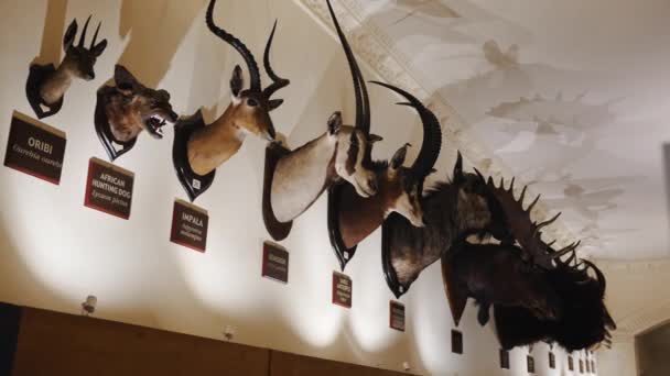 壁に取り付けられた動物の頭の低い角度の眺め 自然史博物館 ノッティンガム 高品質の4K映像 — ストック動画