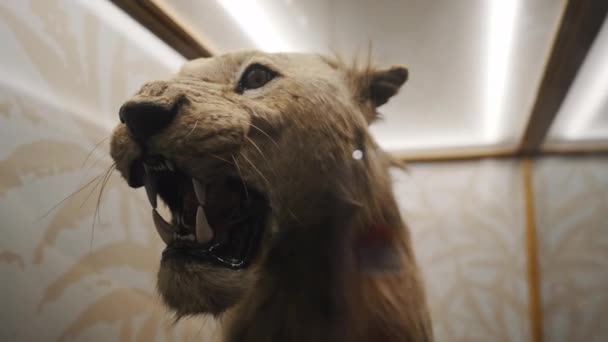 Közelkép Egy Kitömött Oroszlán Figuráról Wollaton Hall Múzeumban Angliában Kiváló — Stock videók