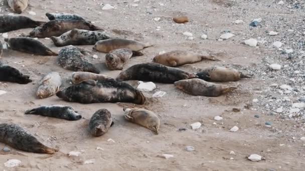 Een Prachtig Beeld Van Zeehonden Die Rusten Het Zand Bij — Stockvideo