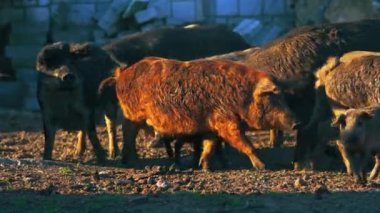 Mangalica domuzlarından oluşan büyük bir grup doğal yaşam alanlarında yürüyor, çiftlik hayatı kavramında. Yüksek kalite 4k görüntü