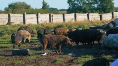 Mangalica domuzlarıyla dolu bir çöplük çamurda yürüyor, ev hayatı. Yüksek kalite 4k görüntü