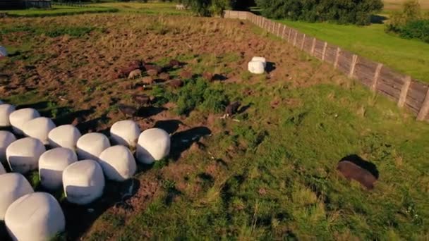 在农田里空中拍摄的曼加里卡猪 稀有猪品种 高质量的4K镜头 — 图库视频影像
