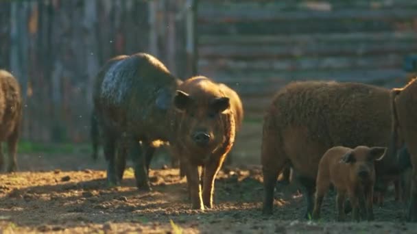 Большая Группа Мангалийских Свиней Гуляет Грязи Занимается Фермерской Повседневной Жизнью — стоковое видео