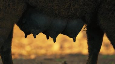 Mangalica domuzunun doğal yaşam alanındaki yakın çekimi, nadir bir cins, çiftlik. Yüksek kalite 4k görüntü