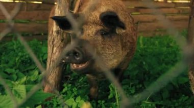 Mangalica domuzunun yediği yakın plan çekimler, kalın ve yün kürklü bir Macar evcil domuz türü. Yüksek kalite 4k görüntü