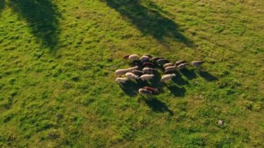 Yeşil tarlada otla beslenen koyun sürüsünün yukarıdan görünüşü. Yüksek kalite 4k görüntü