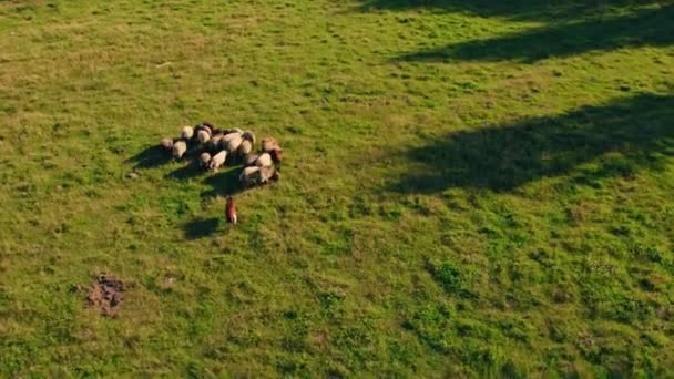 Gregge Pecore Piedi Guardando Campo Verde Drone Aerea Colpo Filmati — Video Stock