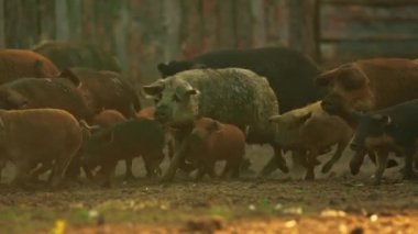 Çamurda koşan büyük bir Macar Mangalica domuzu grubu. Ev hayatı kavramı. Yüksek kalite 4k görüntü