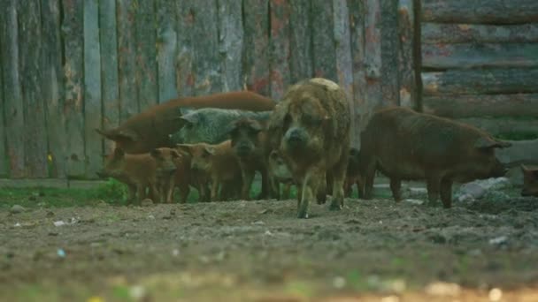 Hungarian Breed Domestic Pig Mangalica Piglets Piggery Farm Life High — Stock Video