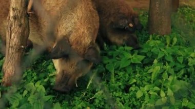 Mangalica domuzunun namlusuna yakın çekim. Macar Downy Mangalitsa, ender rastlanan çift parmaklı ve egzotik domuzlara aittir. Yüksek kalite 4k görüntü