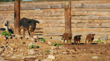 Mangalica domuzları, çok nadir bulunan bir Macar türüdür. Özgür otlaklarda, doğal bir ırktır. Yüksek kalite 4k görüntü