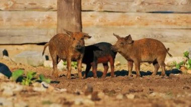Çiftlikteki Mangalica domuzları, koyuna benzeyen kıvırcık saçlı domuzun, Szalonta ve Bakony 'deki bazı Macar melezlerinin bir ürünü olduğu söyleniyor. Yüksek kalite 4k görüntü