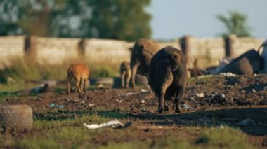 Çöplükte Mangalica domuzları, arka manzara, nadir rastlanan Macar türü bir domuz. Yüksek kalite 4k görüntü