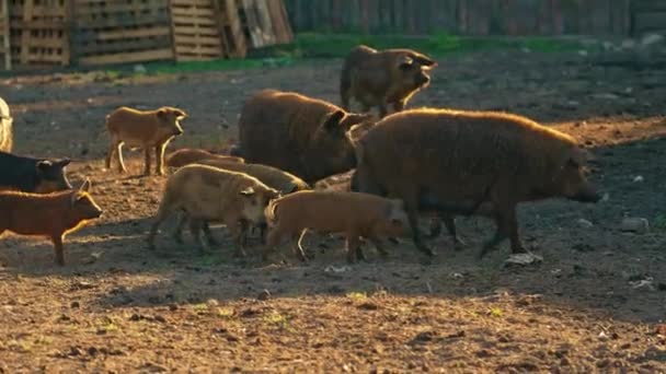 Мангалийские Свиньи Поросята Гуляют Своей Естественной Среде Обитания Естественной Породе — стоковое видео