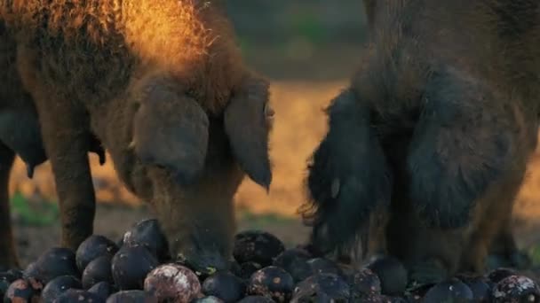 Mangalica Pigs Eating Food Farm Closeup Shot Rare Hungarian Breed — Stock Video